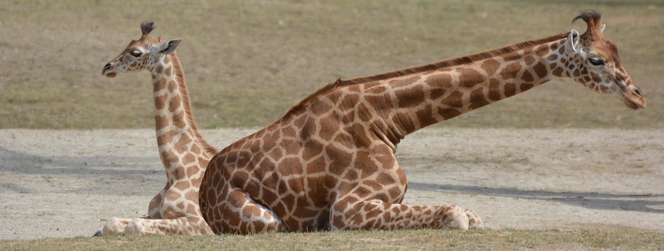 animal jirafa