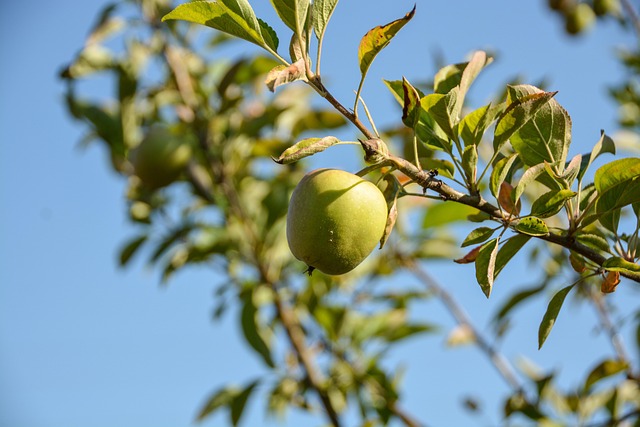 Free Apple Summer photo and picture