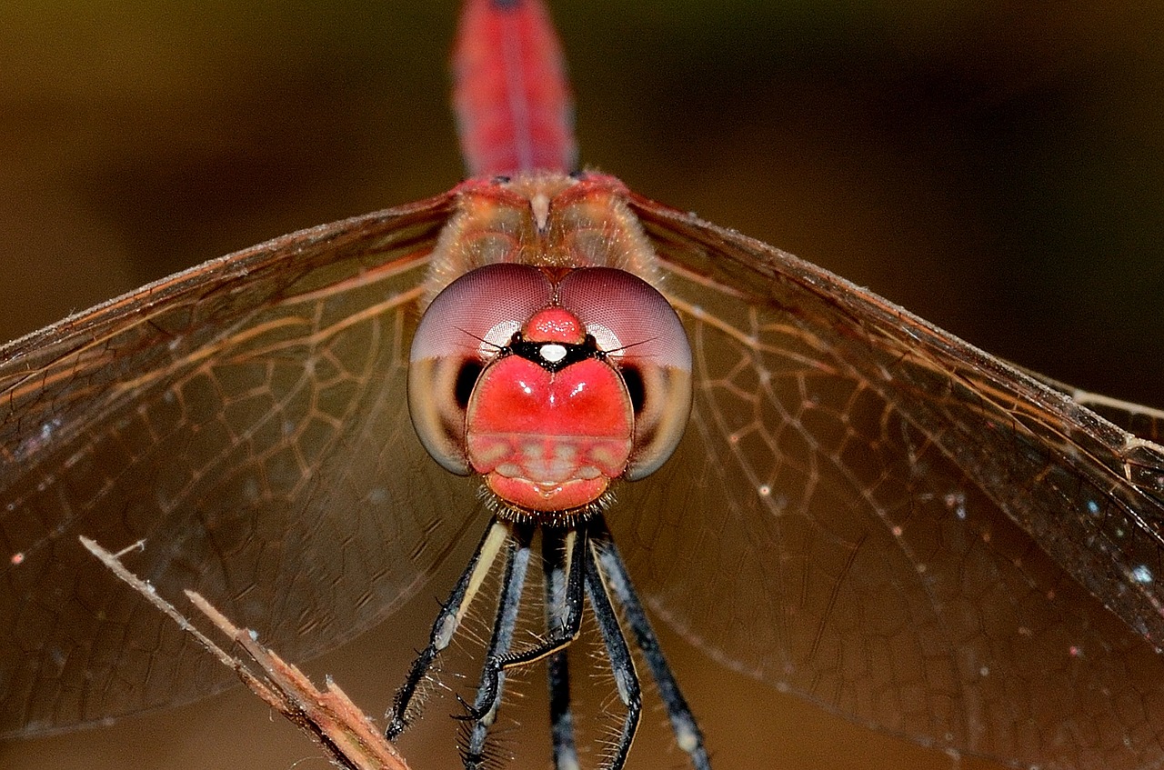 Dragonfly Sympetrum Fonscolombii - Free photo on Pixabay