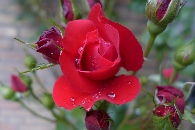 Free Rose Red photo and picture