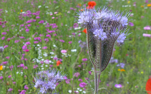 Free Summer Thistle photo and picture