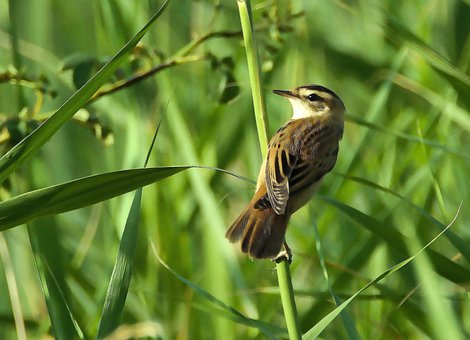 以上の無料ヨシキリ 鳥画像 Pixabay