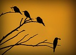 european bee-eater, merops apiaster, bird