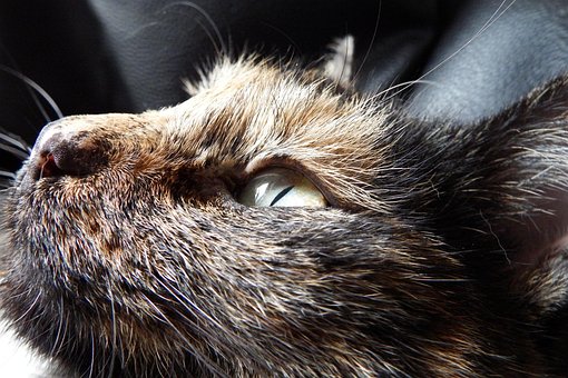 Gato, Animal, Relaxar, Tortie, Tricolor