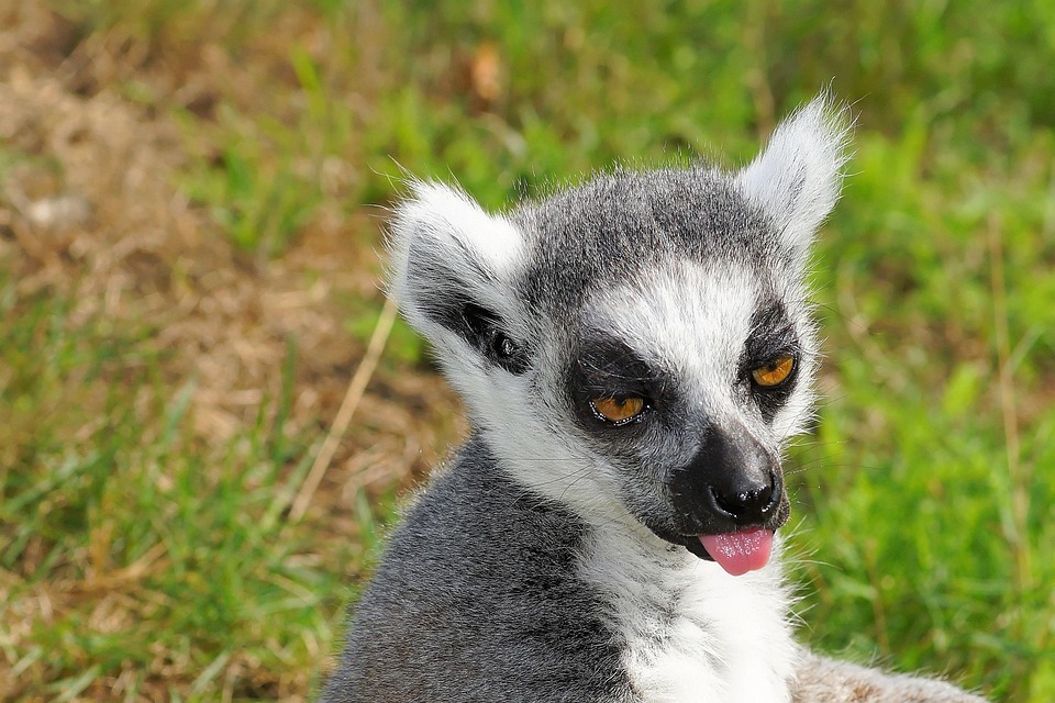 ring tailed lemur free