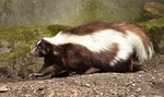 skunk, mammal, brown white