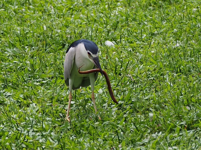 Garza, Anguila De Campo De Arroz, Presa