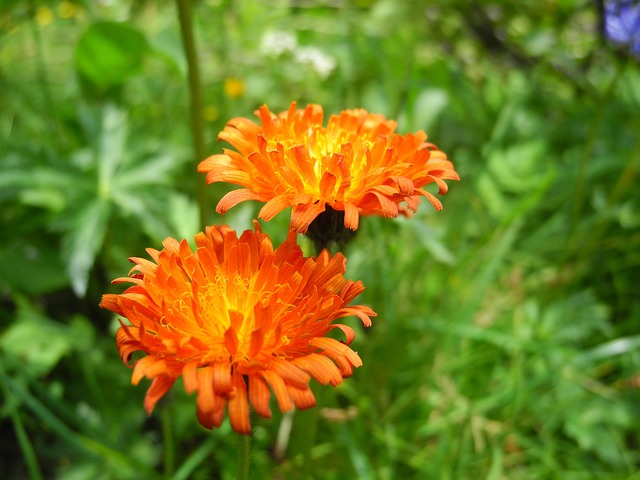 Falke, Blühen, Orange, Blume, Pflanze
