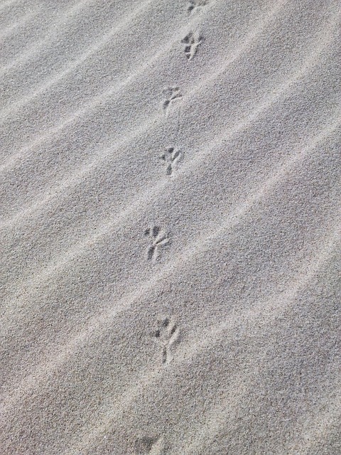 Free Traces Sand photo and picture