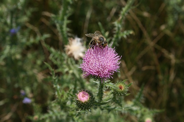 Free Bee Flower photo and picture