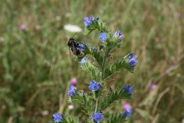 Free Bumblebee Nature photo and picture