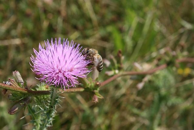 Free Bee Honey photo and picture