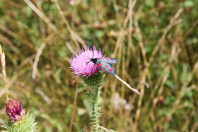 Free Insect Plant photo and picture
