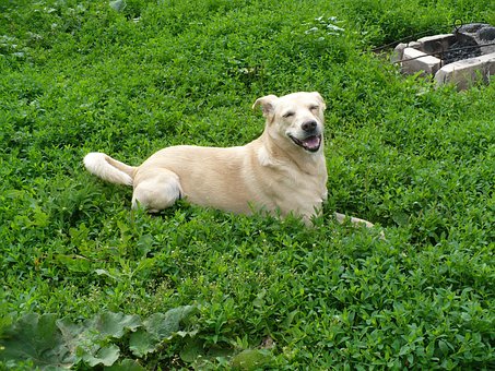 Free Dog Glade photo and picture