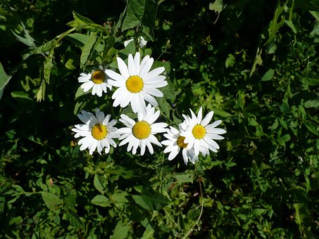 Free Daisy White photo and picture
