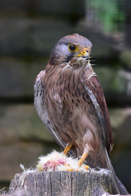 Free Birds Of Prey Wolf Down photo and picture