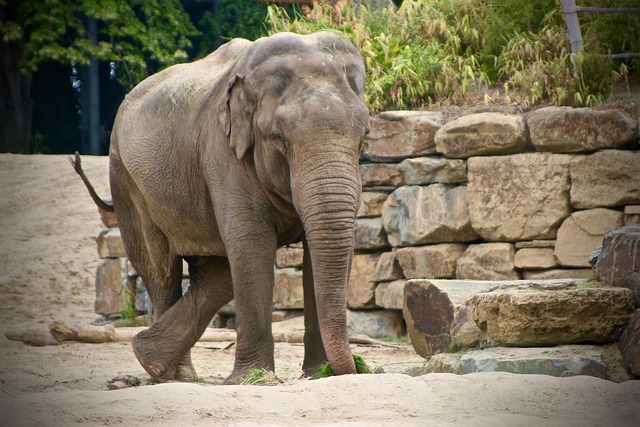 Free Planckendael Elephant photo and picture