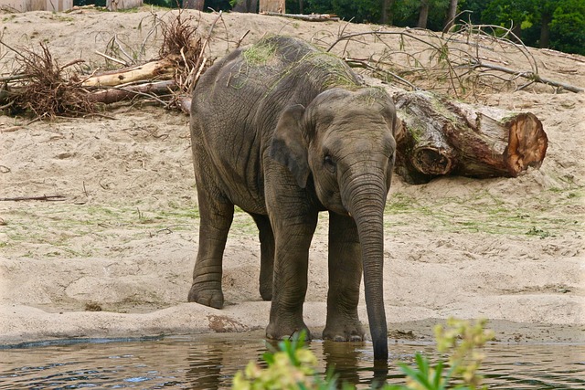 Free Planckendael Elephant photo and picture