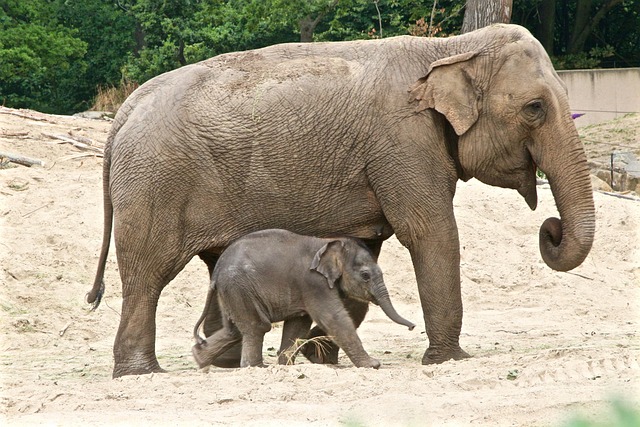 Free Planckendael Elephant photo and picture