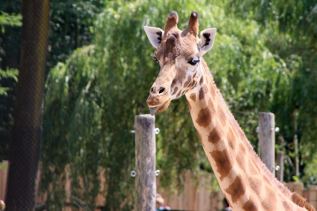Free Planckendael Giraph photo and picture
