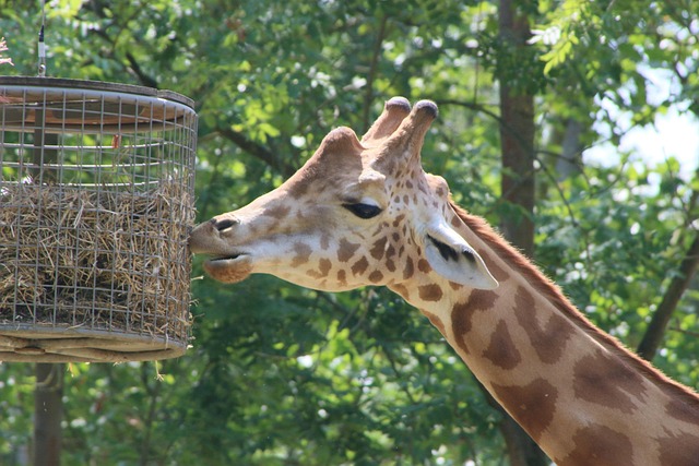 Free Planckendael Giraffe photo and picture