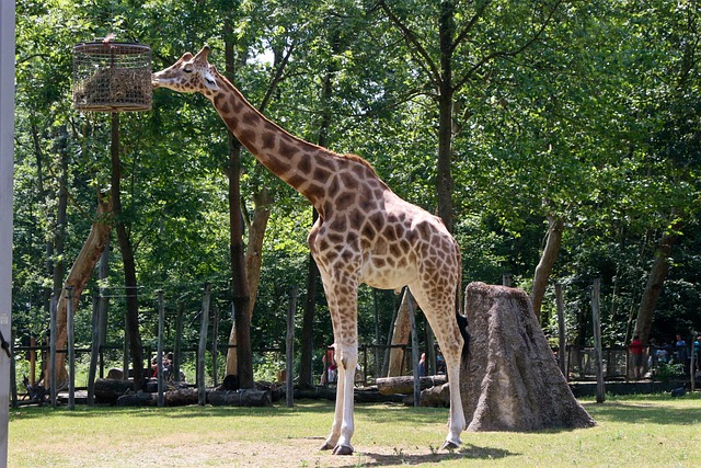 Free Planckendael Giraffe photo and picture