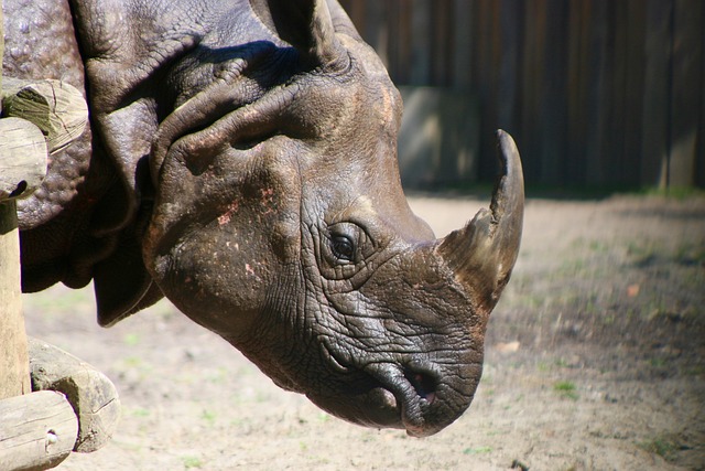 Free Rhinoceros Defense photo and picture