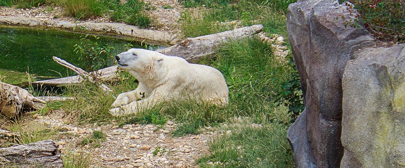 Free Icebear Bear photo and picture