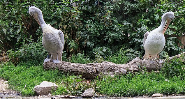 Free Dalmatian Pelican Pelican photo and picture