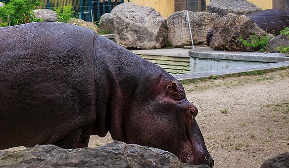 Free Hippopotamus Hippopotamus Amphibius photo and picture