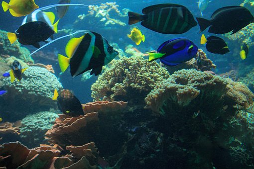 Free Fishes Aquarium photo and picture