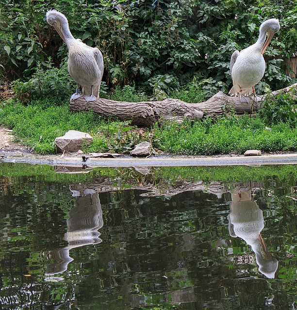 Free Dalmatian Pelican Pelican photo and picture