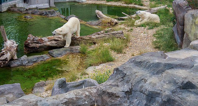 Free Icebear Bear photo and picture