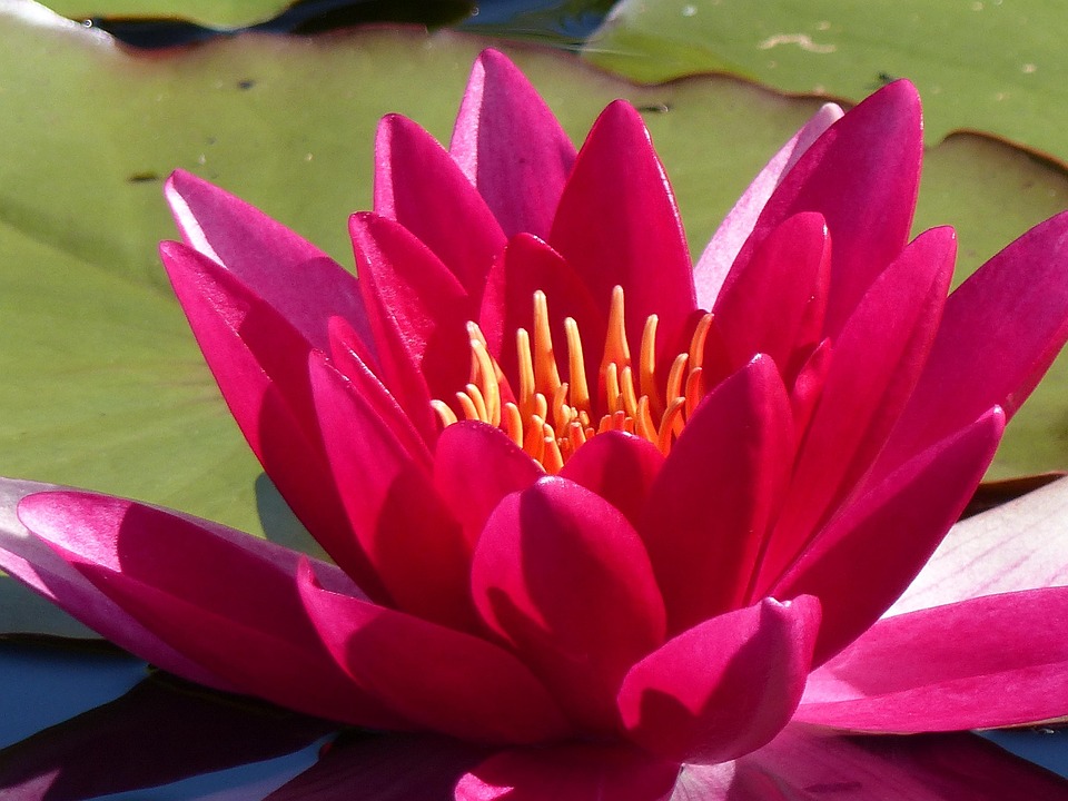 Water Lily Leaf · Free photo on Pixabay