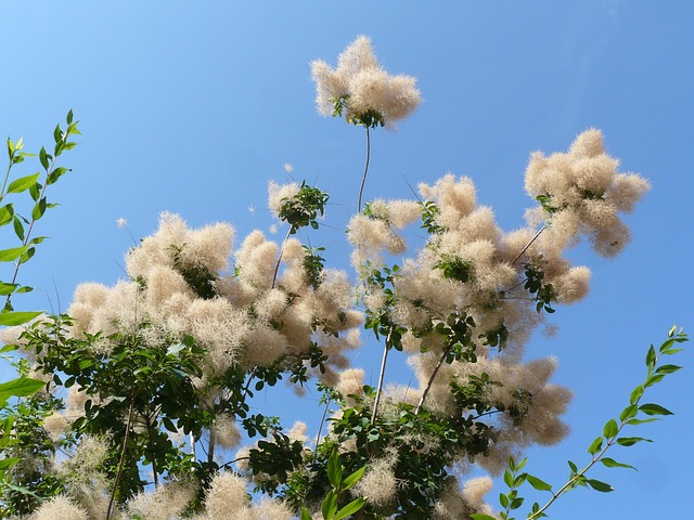 Free Wigmaker Nature photo and picture