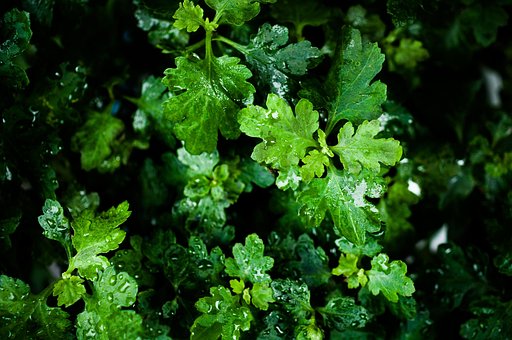 Hoja, Hermosas Flores, Lluvia