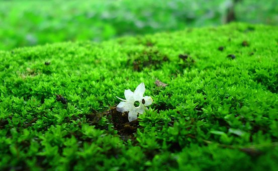 มอส, หญ้า, เขียว, สวน, สีขาว, ดอกไม้