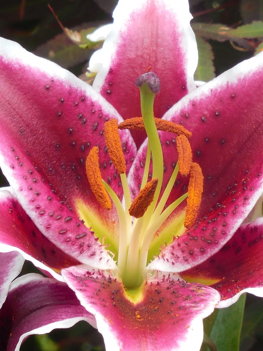 Asiatic Lily Garden Free photo on Pixabay