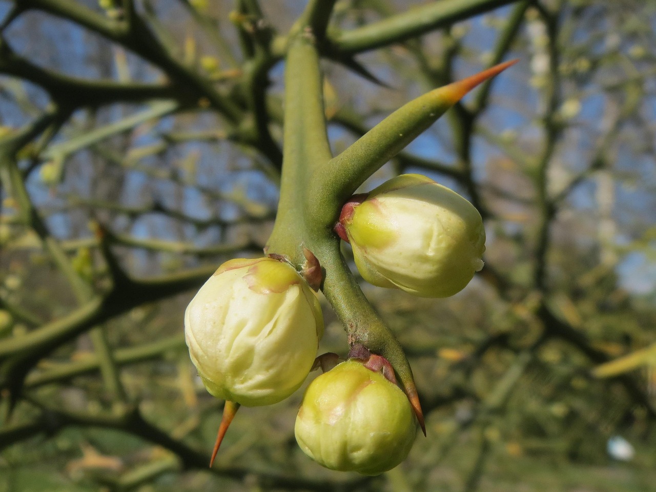 Poncirus Trifoliata Trifoliate - Free photo on Pixabay - Pixabay