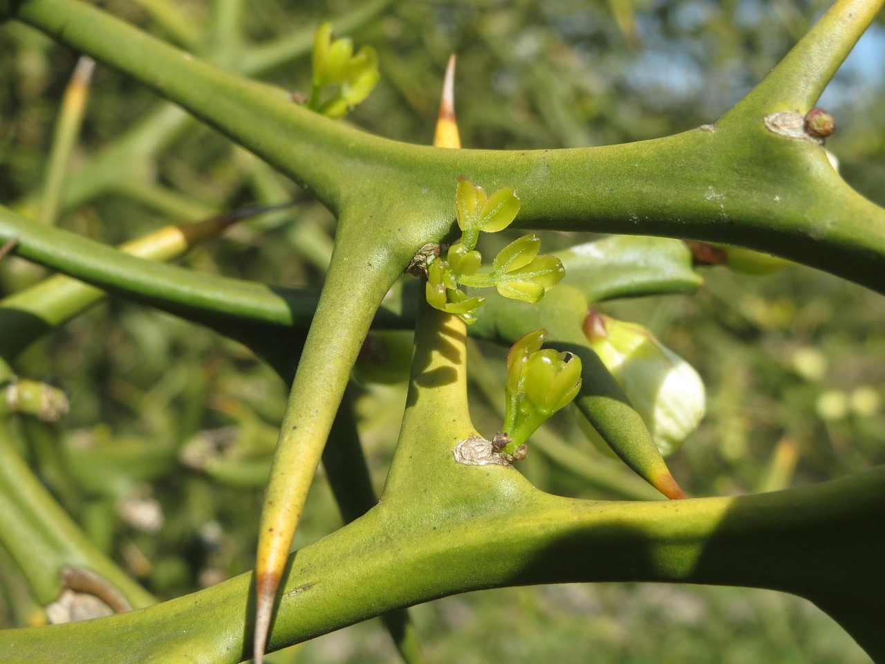 Poncirus Trifoliata Trifoliate - Free photo on Pixabay - Pixabay