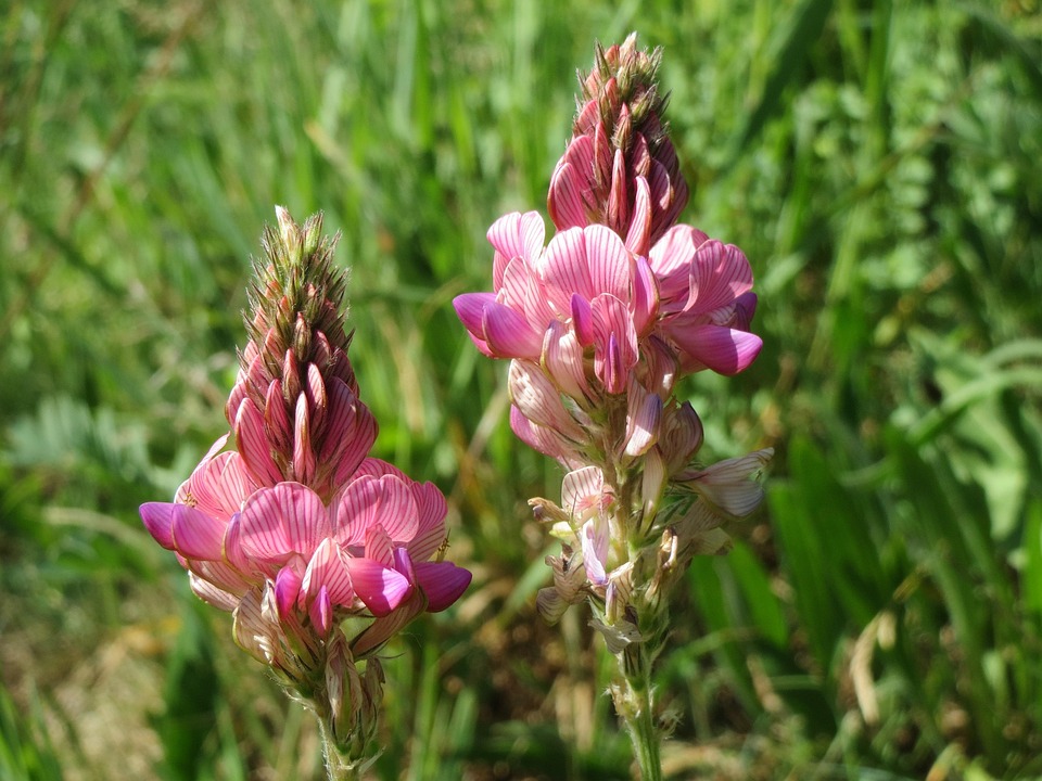 Photo gratuite Sainfoin Cultivé, Sainfoin Commun Image gratuite sur