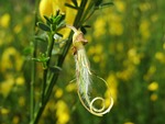 cytisus scoparius, common broom, scotch broom