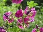 malva sylvestris, common mallow, cheeses