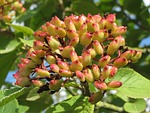viburnum lantana, wayfarer, wayfaring tree