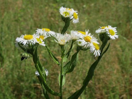Vergerette Annuelle, Vergerette De Daisy