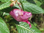 impatiens glandulifera, policeman's helmet, bobby tops