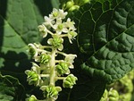 phytolacca americana, americna pokeweed, pokeweed