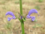 salvia pratensis, meadow clary, meadow sage