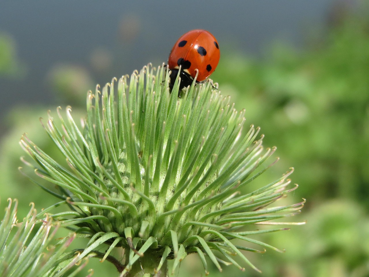Arctium Lappa Ladybug Greater - Free photo on Pixabay - Pixabay