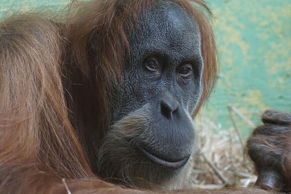 Ape Zoo Free photo on Pixabay Pixabay
